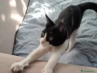 Meticcio gatti Luna piccola - Annuncio 13