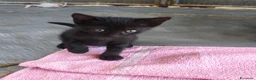 Meticcio gatti in regalo: Piccola Pretty  - Annuncio 9