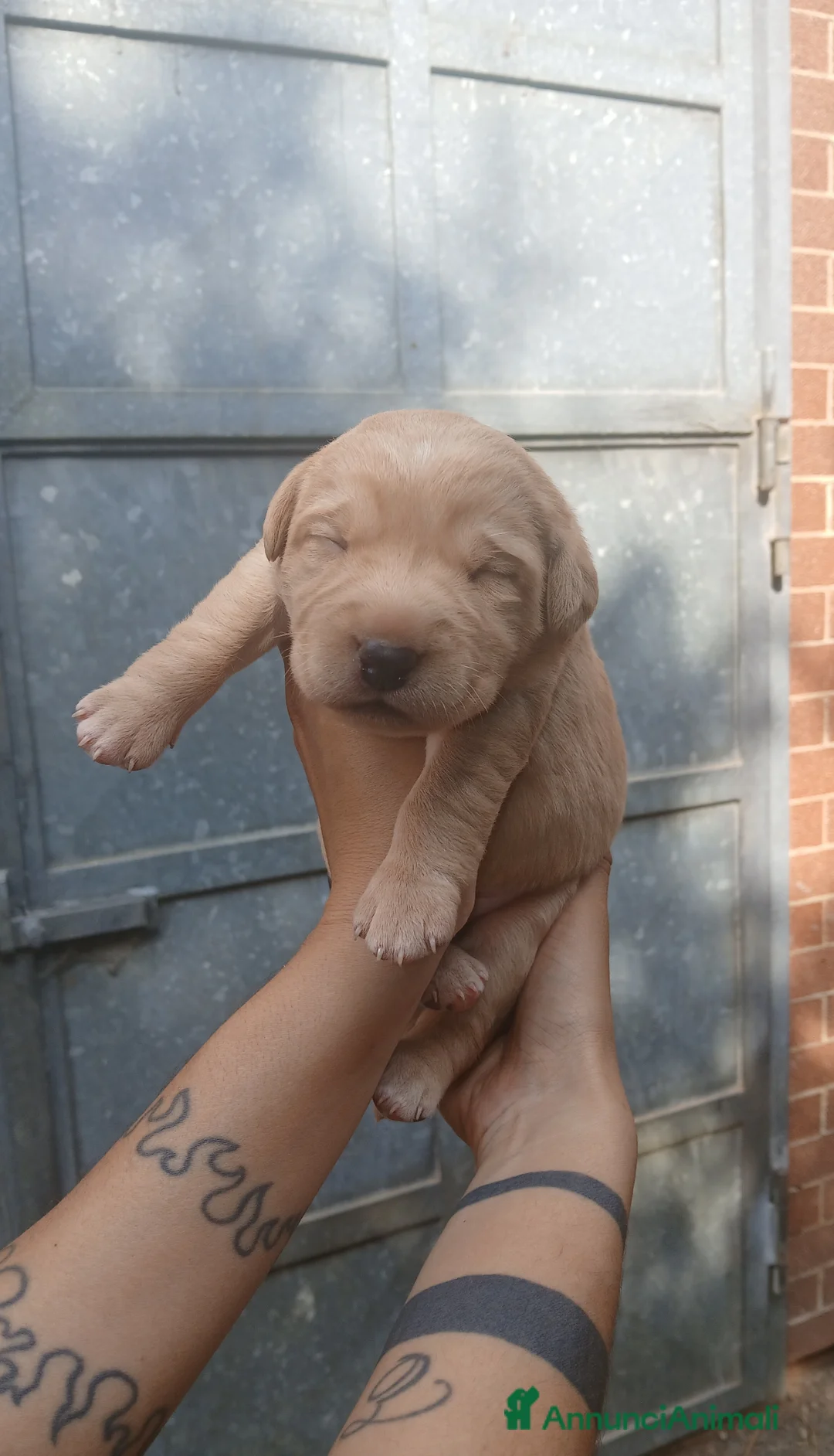 Labrador cani in vendita: Cuccioli di labrador retriever  - Annuncio 1