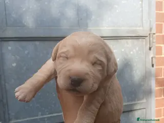 Labrador cani Cuccioli di labrador retriever - Annuncio 1