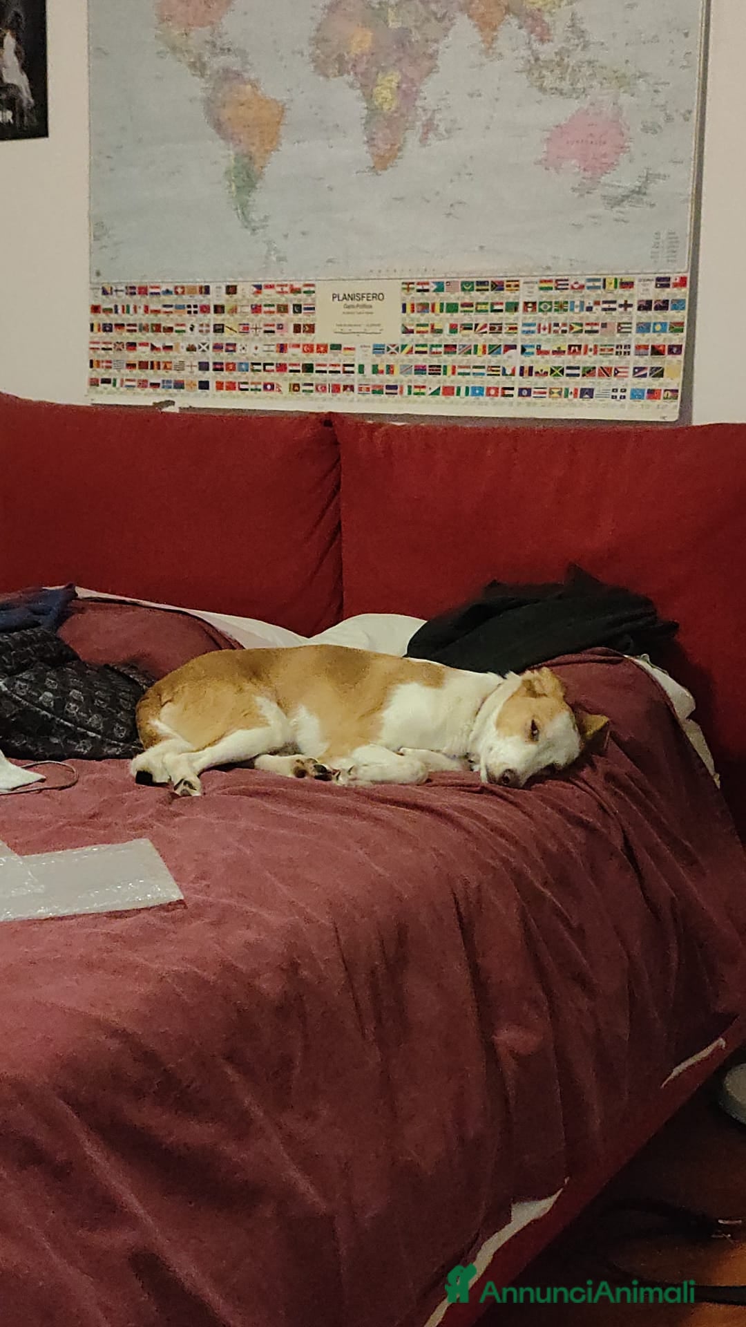 Meticcio cani in regalo: Mila, cane super dolce! - Annuncio 8