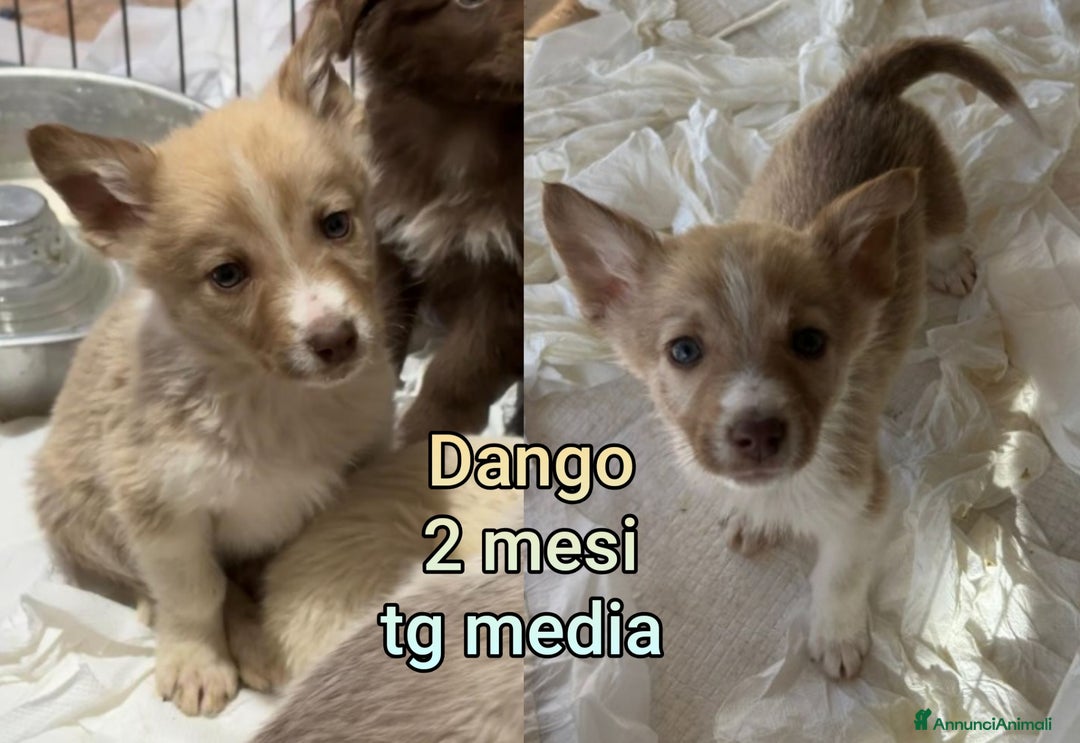 Meticcio cani in regalo: CUCCIOLI ABBANDONATI: URGENTE  - Annuncio 4