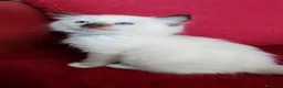 Ragdoll gatti in vendita: ragdoll con pedegree  a Provincia di Cremona - Annuncio 7