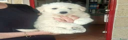 Meticcio cani in regalo: NEVE SPLENDIDA CUCCIOLA IN CERCA D'AMORE - Annuncio 1