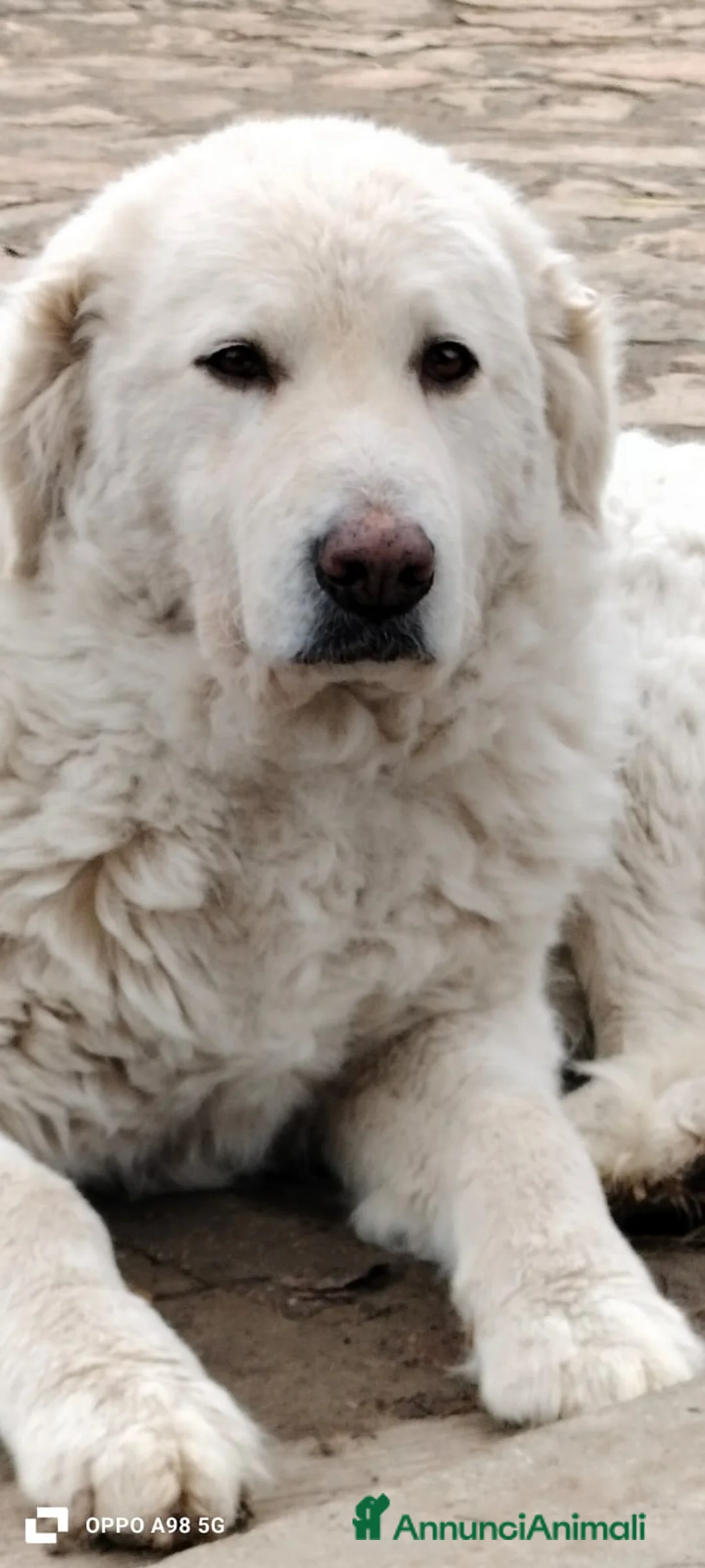 Meticcio cani in regalo: MILÙ  - Annuncio 4