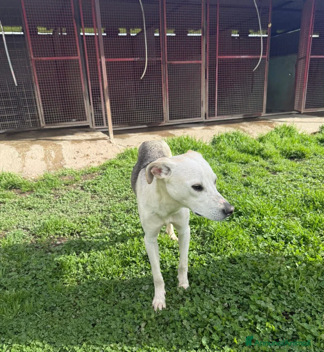 Meticcio cani in regalo: ADOZ.DEL💔: aiutiamo un cucciolo solo e smarrito.. - Annuncio 1
