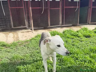 Meticcio cani ADOZ.DEL💔: aiutiamo un cucciolo solo e smarrito.. - Annuncio 2