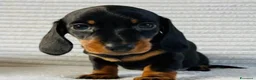 Bassotto cani in vendita: Bassotti Nani  - Annuncio 1