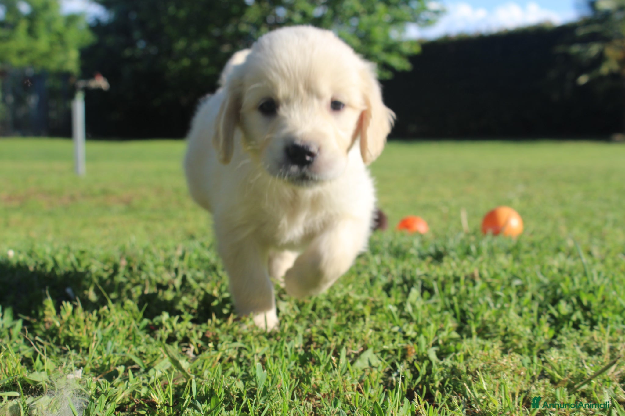 Golden Retriever cani  Ultimi due cuccioli di Golden Retriever - Annuncio 1