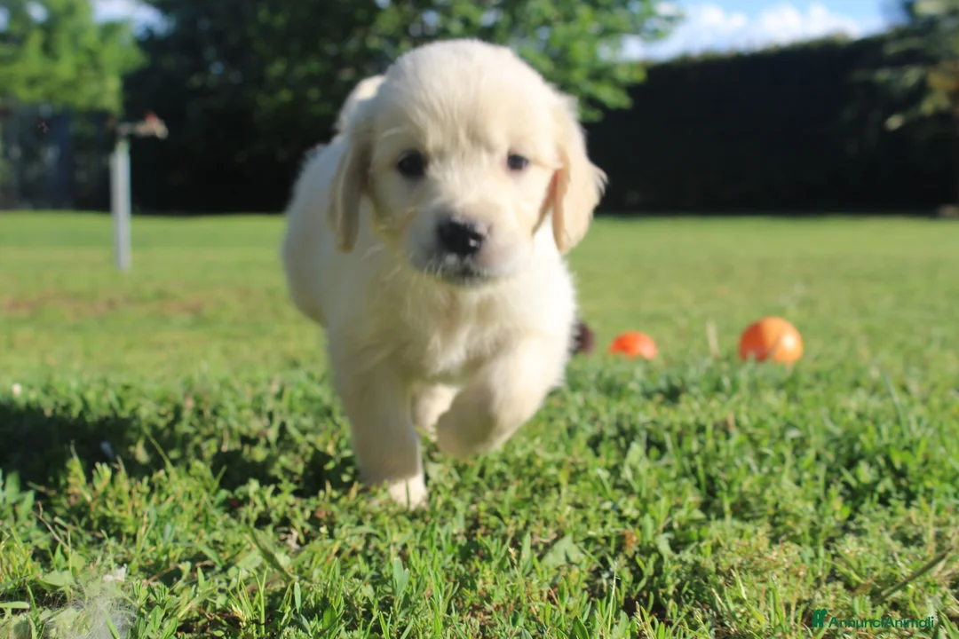 Golden Retriever cani in vendita:  Ultimi due cuccioli di Golden Retriever a Città metropolitana di Milano - Annuncio 1