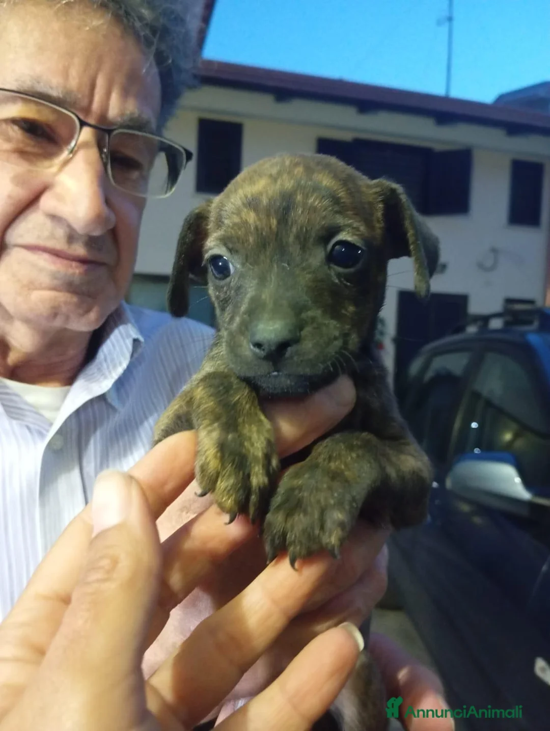 Meticcio cani in regalo: Tigro, taglia piccola! (10kg) - Annuncio 3
