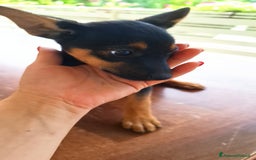 Altre razze cani in regalo: Cuccioli cercano casa  - Immagine 4