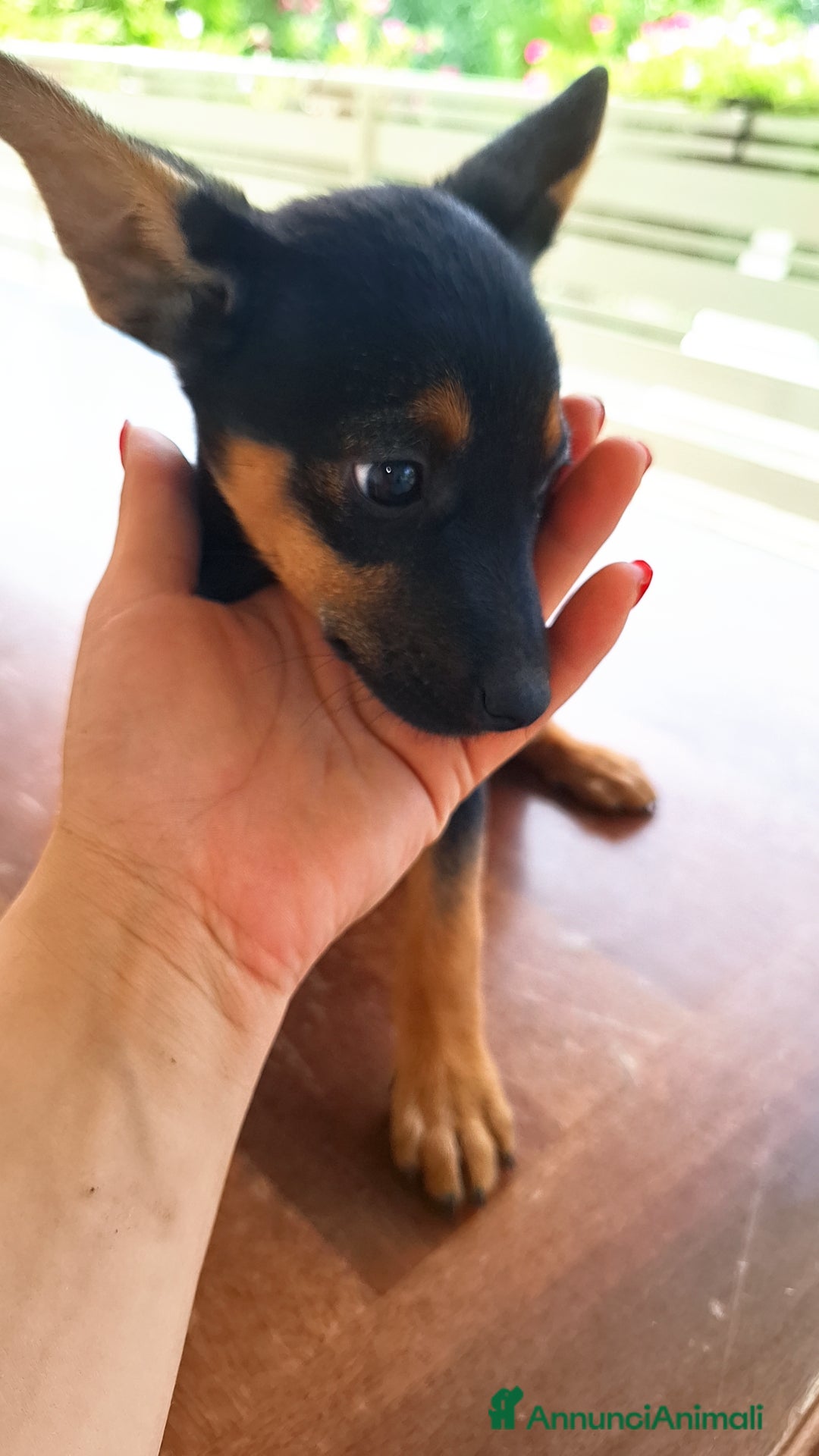 Altre razze cani in regalo: Cuccioli cercano casa  - Immagine 4