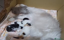 Persiano gatti in vendita: Cuccioli persiani  a Provincia di Ravenna - Immagine 8