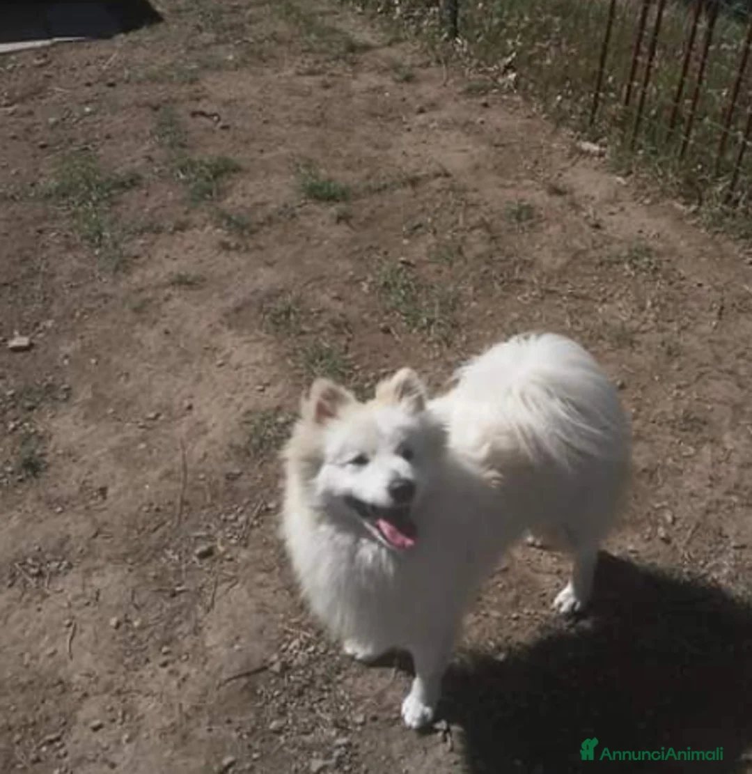 Volpino Italiano cani per accoppiamento: Volpino italiano - Annuncio 5