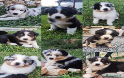 Australian Shepherd cani in vendita: Disponibili cuccioli australian shepherd a Provincia di Savona - Immagine 8