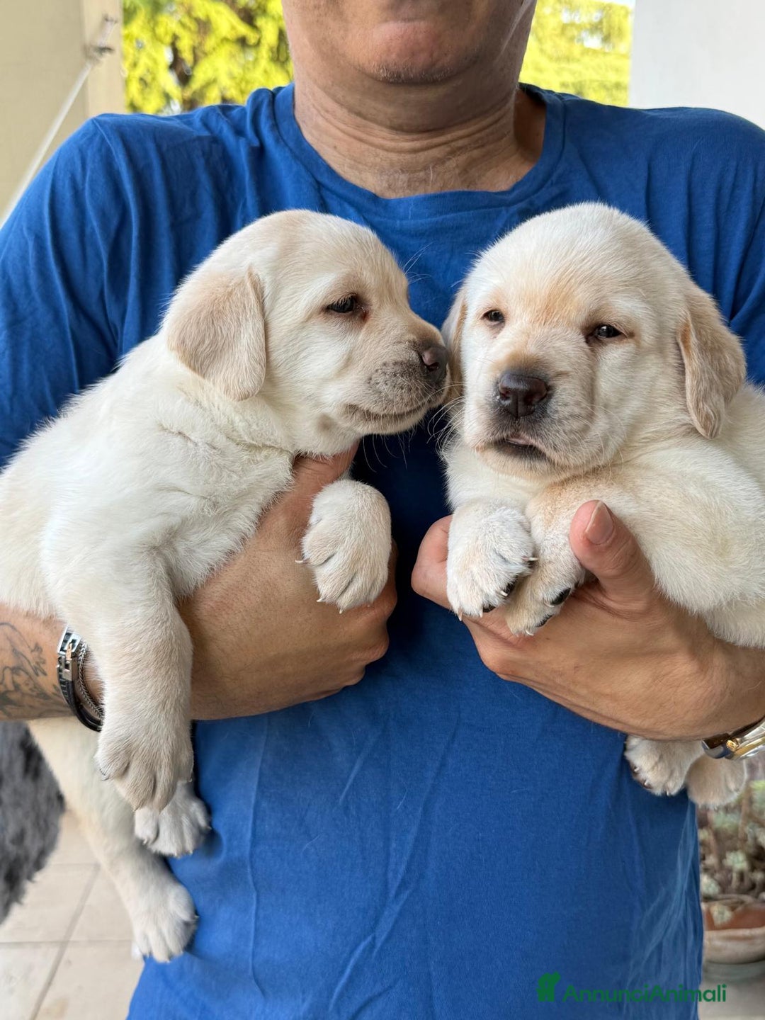 Labrador cani in vendita: Cuccioli Labrador  a Provincia di Perugia - Immagine 5