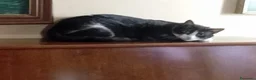Europeo gatti in regalo: Micha e Rainbow hanno urgenza di una nuova casaa  - Annuncio 3