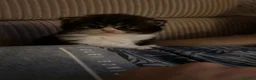 Scottish gatti in vendita: Cuccioli Scottish Fold  - Annuncio 26