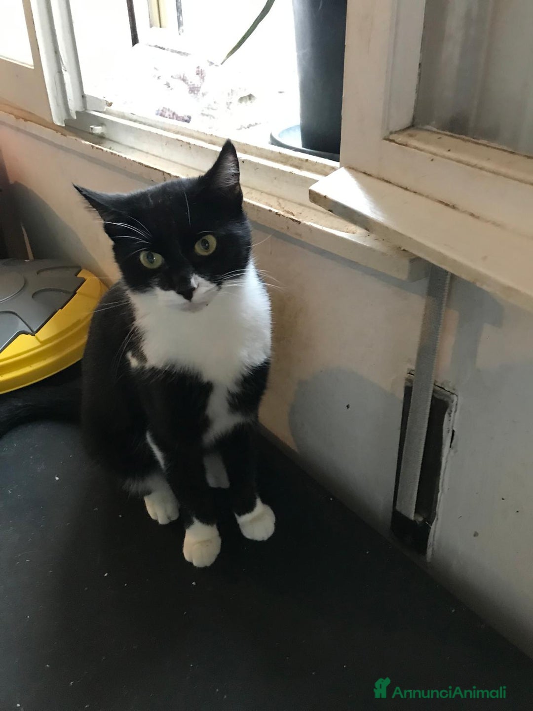 Europeo gatti in regalo: zorro e bianca cercano casa🤍🖤 - Annuncio 3