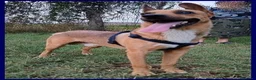 Meticcio cani in regalo: ZAK 9anni tradito da chi amava a Città metropolitana di Milano - Annuncio 3