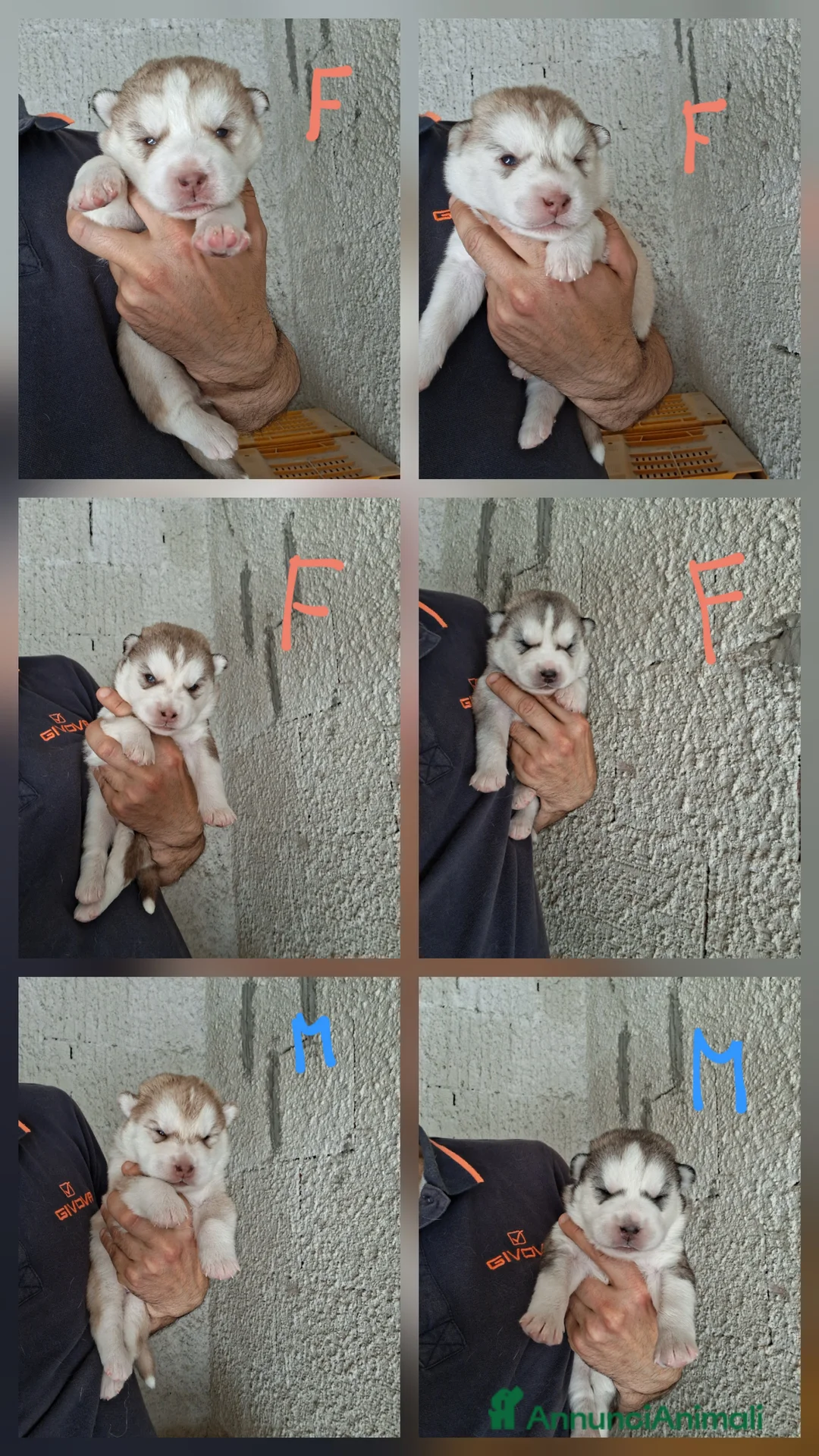 Husky cani in vendita: Cuccioli husky siberiano  - Annuncio 2