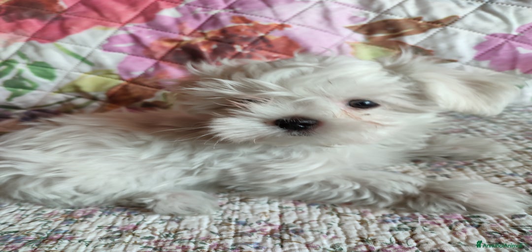 Immagine della galleria {{count}}