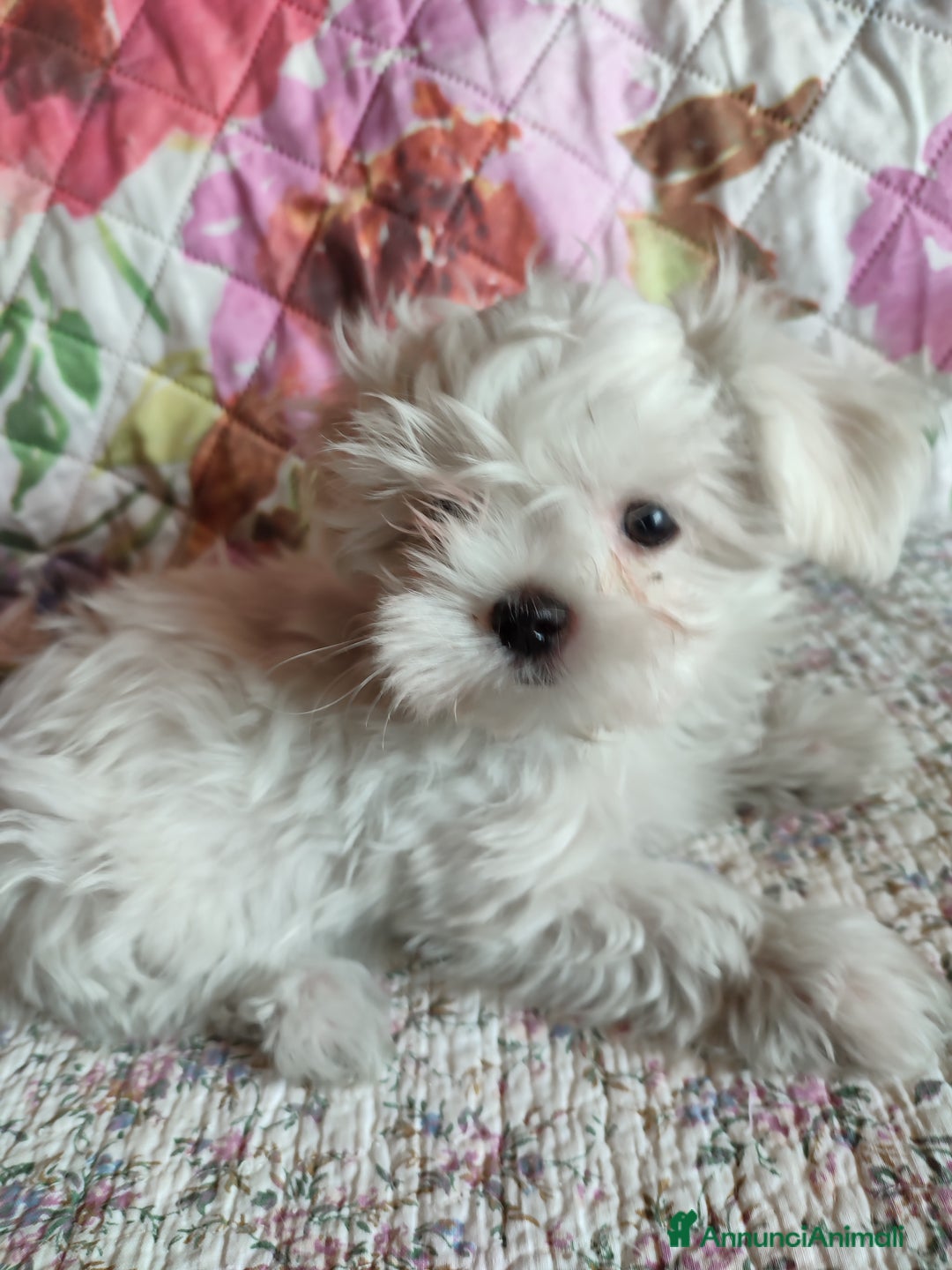 Immagine della galleria {{count}}