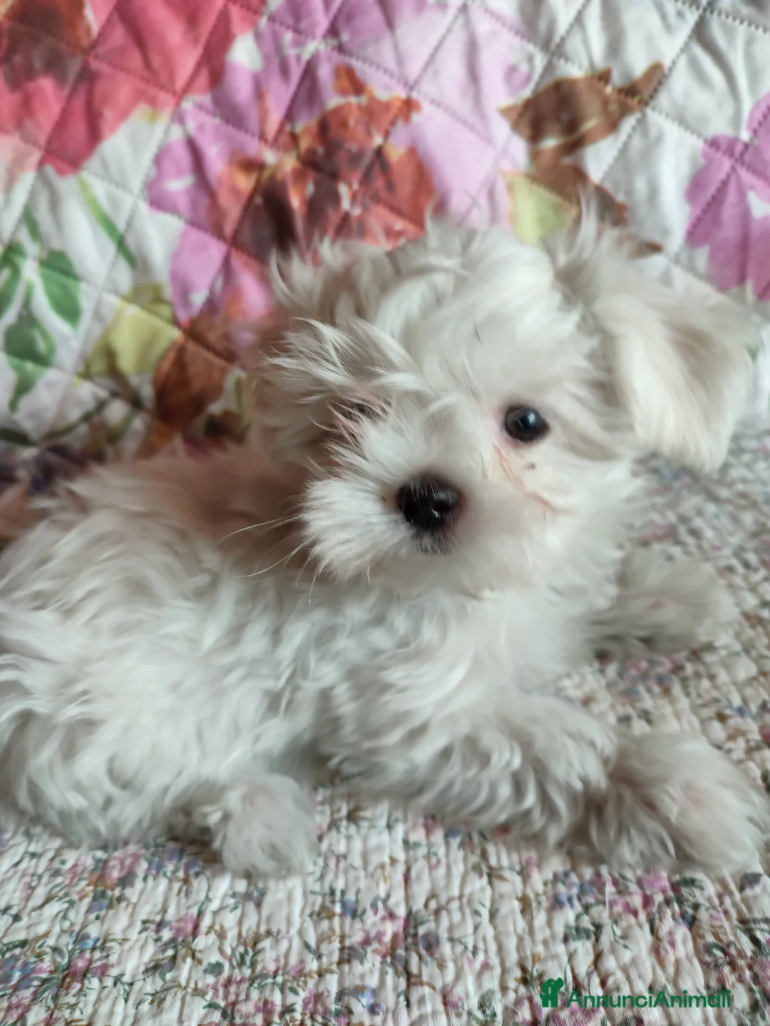 Immagine della galleria {{count}}