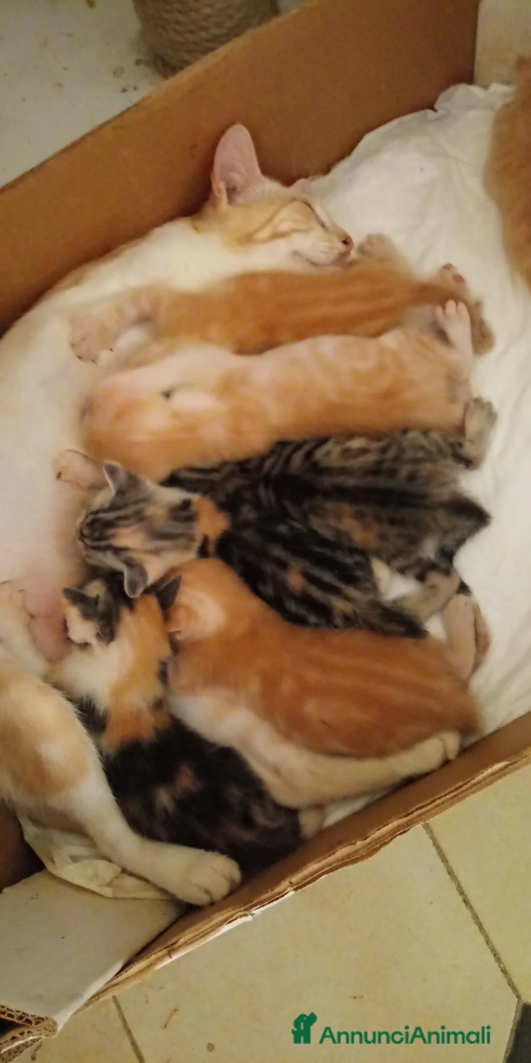 Europeo gatti in regalo: Regaloo Gattinii - Annuncio 2