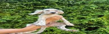 Setter Inglese 1