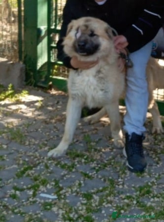 Meticcio cani 1anno senza 1occhio salito dal sud E RIFIUTATO!PV - Annuncio 23