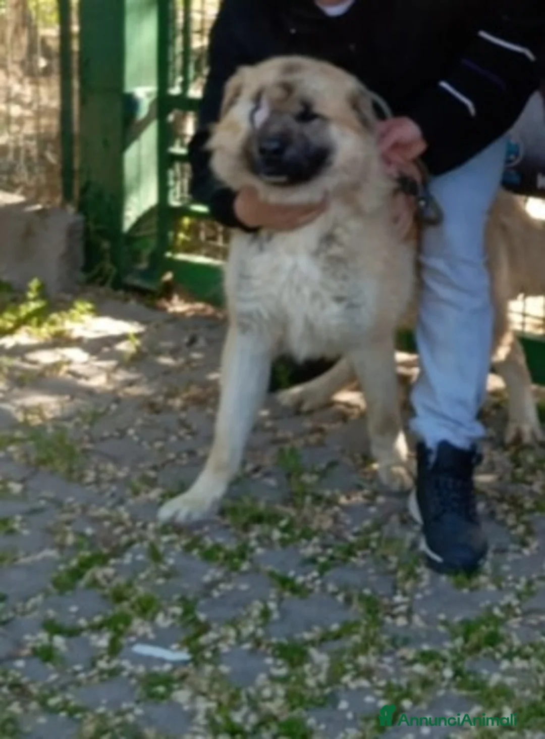 Meticcio cani in regalo: 1anno senza 1occhio salito dal sud E RIFIUTATO!PV a Città metropolitana di Milano - Annuncio 1