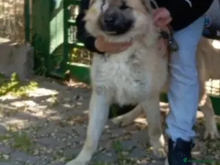 Meticcio cani 1anno senza 1occhio salito dal sud E RIFIUTATO!PV - Annuncio 23