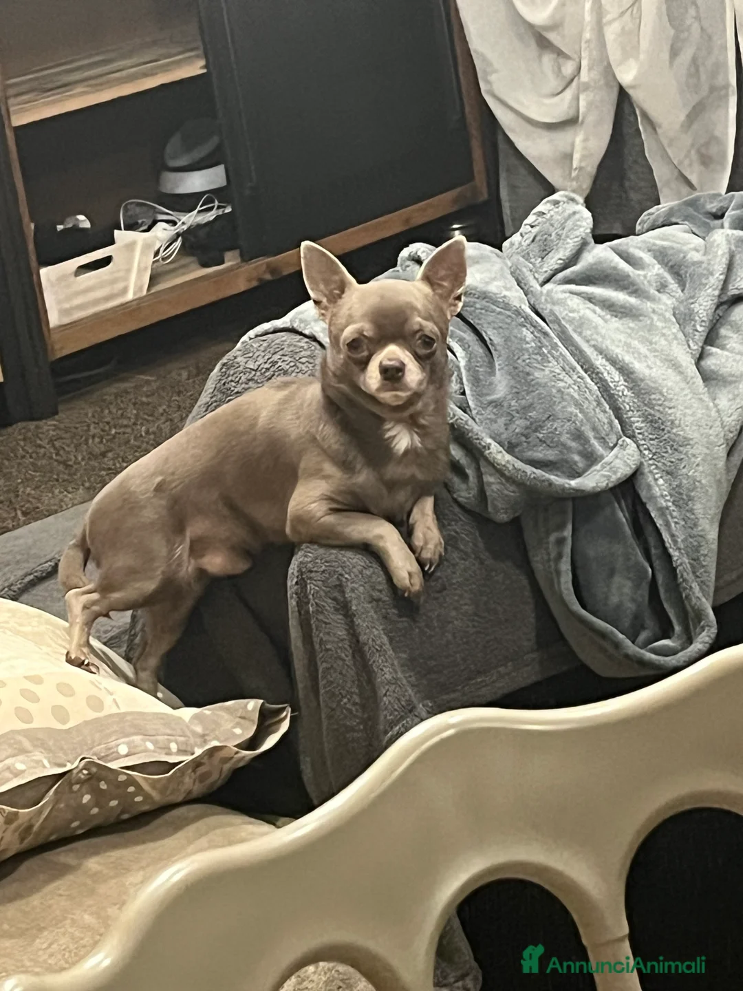 Chihuahua cani per accoppiamento: CHIHUAHUA LILAC DA MONTA DISPONIBILE - Annuncio 3