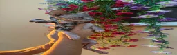 Sphynx gatti in vendita: Gatto Nudo - Annuncio 3