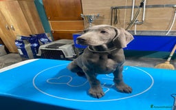 Weimaraner cani in regalo: Cucciola di weimaraner  a Provincia di Parma - Immagine 2