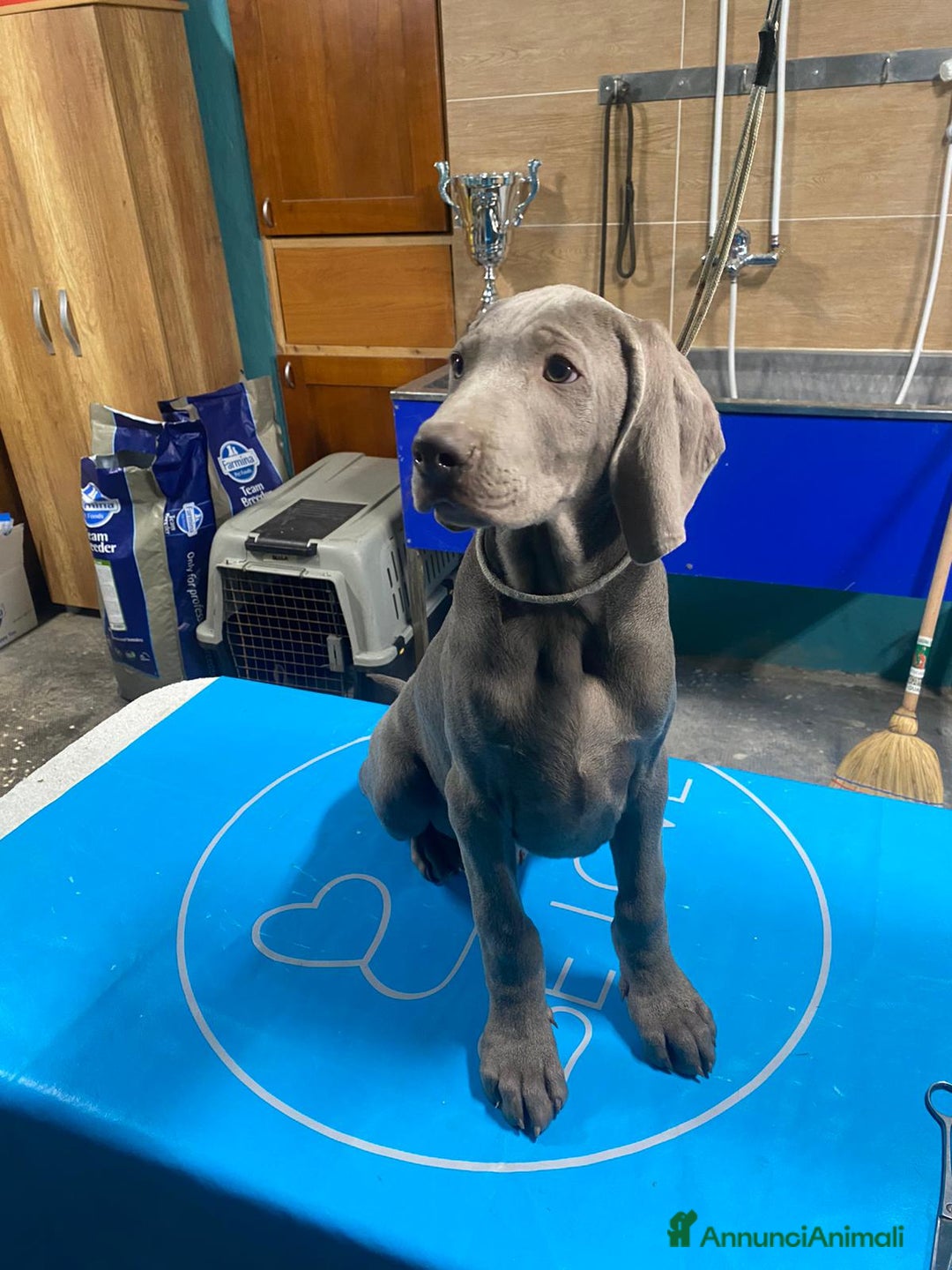 Weimaraner cani in regalo: Cucciola di weimaraner  a Provincia di Parma - Immagine 2