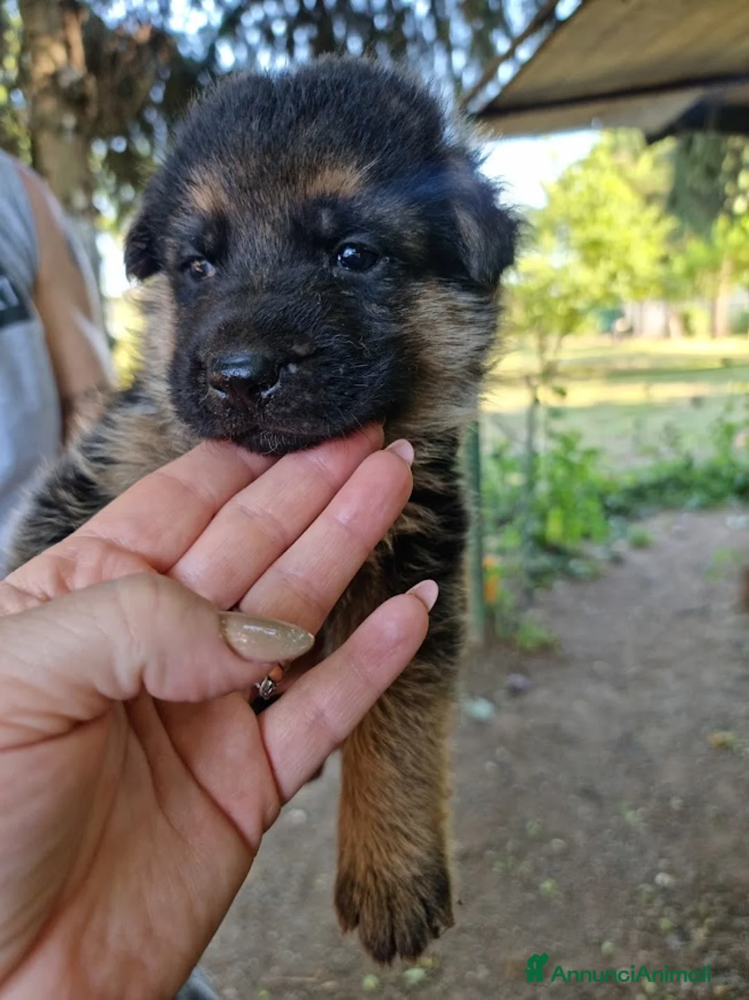 Pastore Tedesco cani in vendita: Cuccioli di pastore tedesco - Annuncio 5