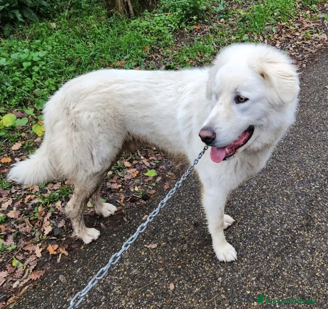 Pastore Maremmano cani in regalo: GINO  - Annuncio 3