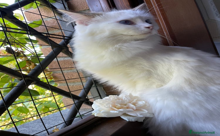 Ragdoll gatti a Provincia di Pavia - Annuncio 1
