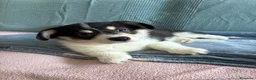 Corgi Pembroke cani in vendita: Cucciolo Welsh Corgi Pembroke - Annuncio 3