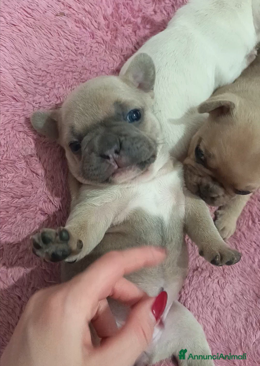 Bulldog Francese cani Bulldog francese - Annuncio 1