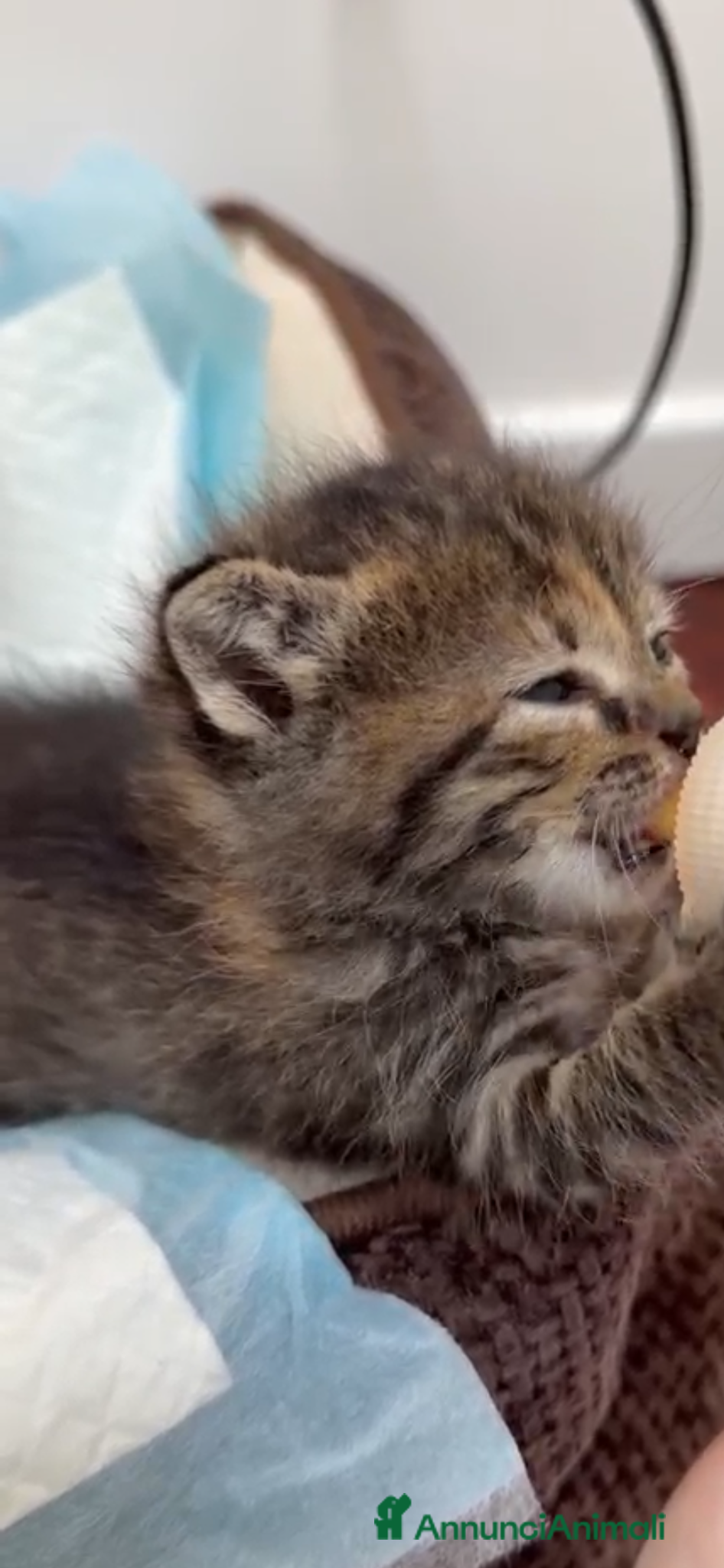 Europeo gatti Cloe splendida micina tigrata - Annuncio 13
