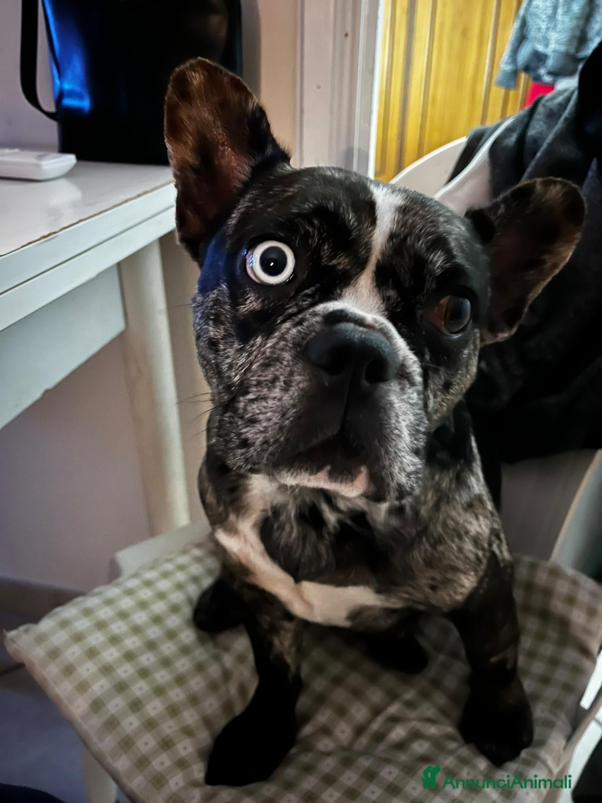 Bulldog Francese cani In arrivo cucciolata per metà dicembre  - Annuncio 18