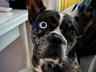 Bulldog Francese cani In arrivo cucciolata per metà dicembre - Annuncio 10