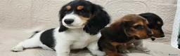 Bassotto cani in vendita: Bassotti tedeschi  - Annuncio 2