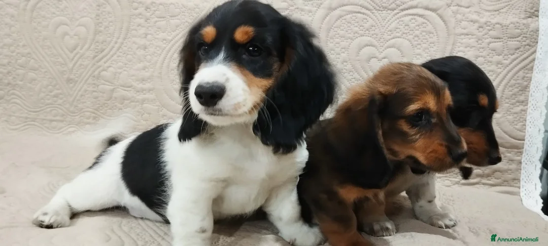 Bassotto cani in vendita: Bassotti tedeschi  - Annuncio 2