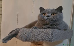 British gatti in vendita: British shorthair  a Città metropolitana di Milano - Immagine 4