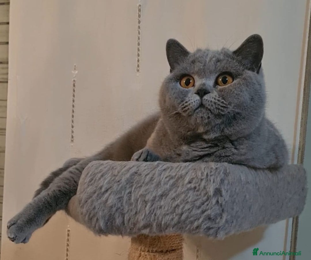 British gatti in vendita: British shorthair  a Città metropolitana di Milano - Immagine 4